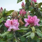 Rosa Rhododendron fängt auch an zu blühen