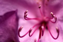 rosa Rhododendron, Innenleben 1