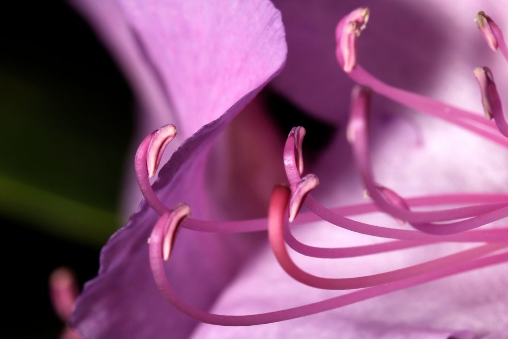 rosa rhododendron, Innenleben 2