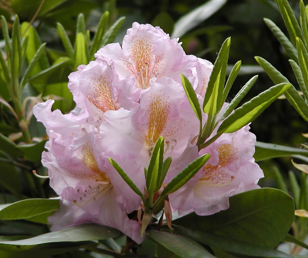 rosa Rhododendronblüte mit orange