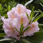 rosa Rhododendronblüte mit orange