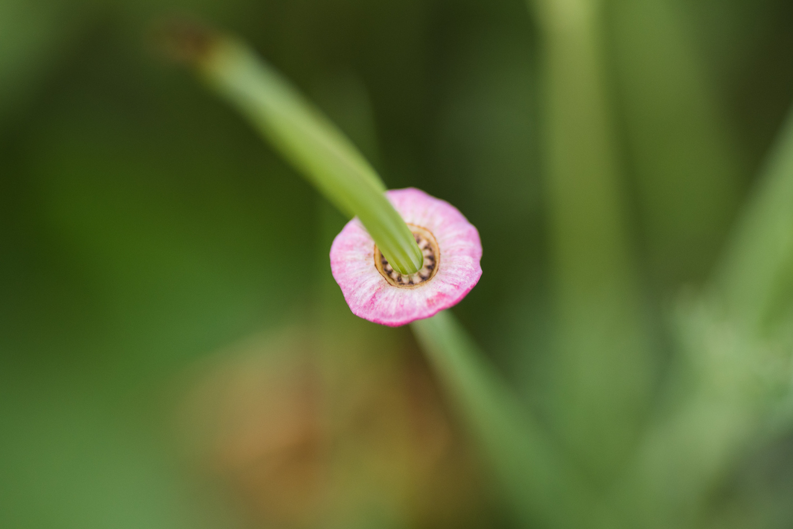 Rosa Ring