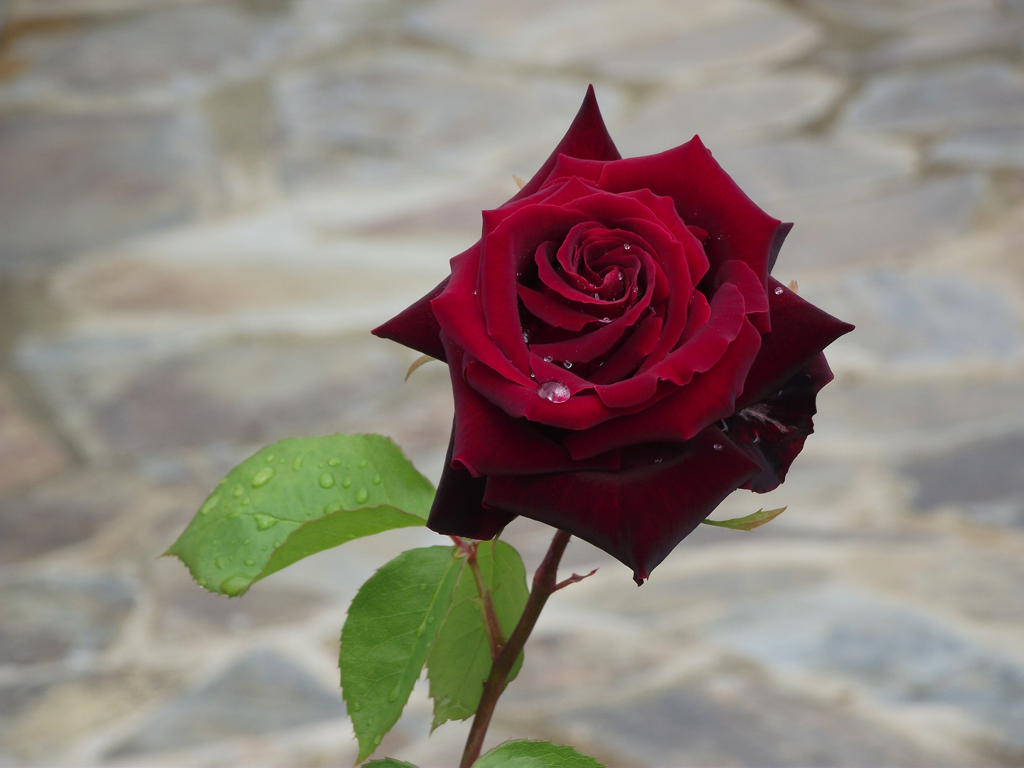 Rosa roja Imagen & Foto | plantas, flores, rosa Fotos de fotocommunity