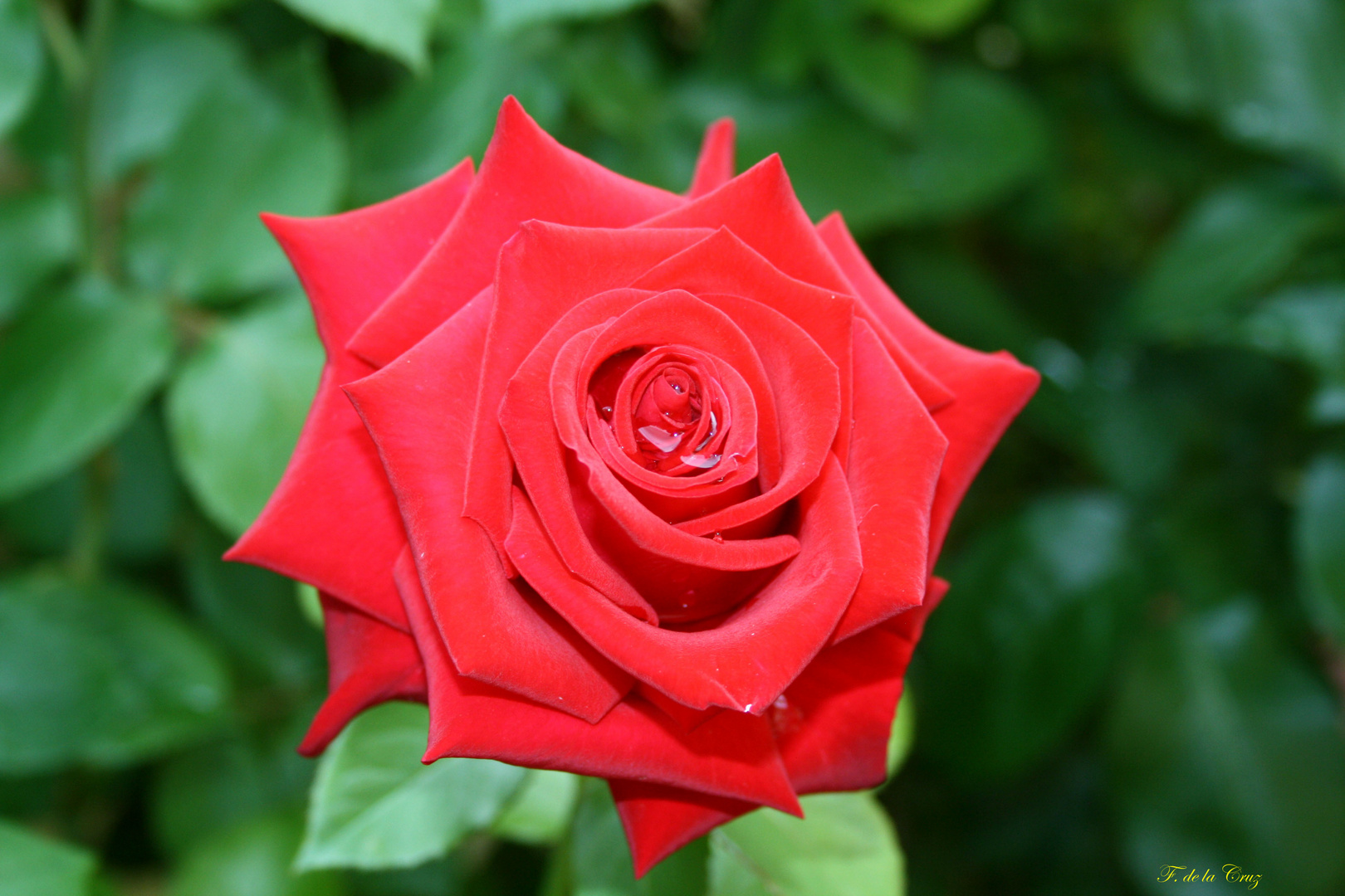 ROSA ROJA