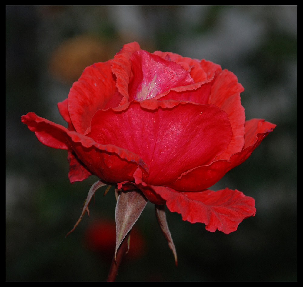 rosa roja