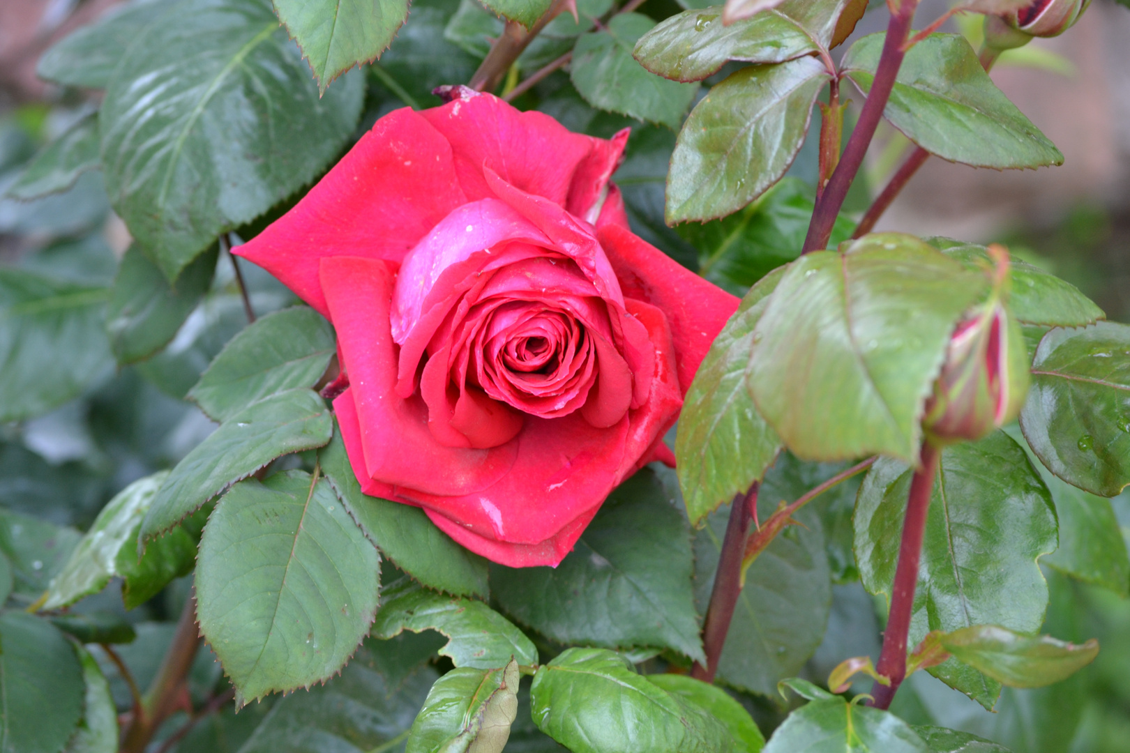 rosa roja