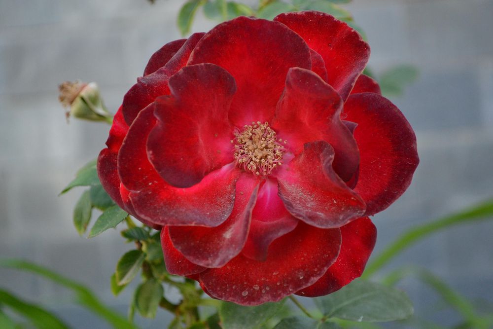 Rosa roja de Edith Marin