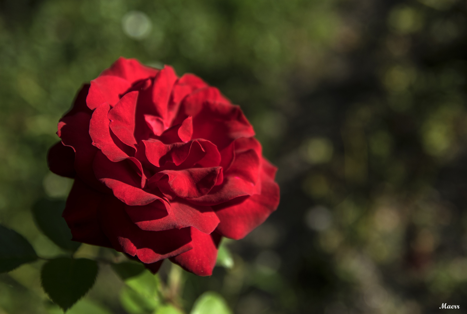 Rosa roja