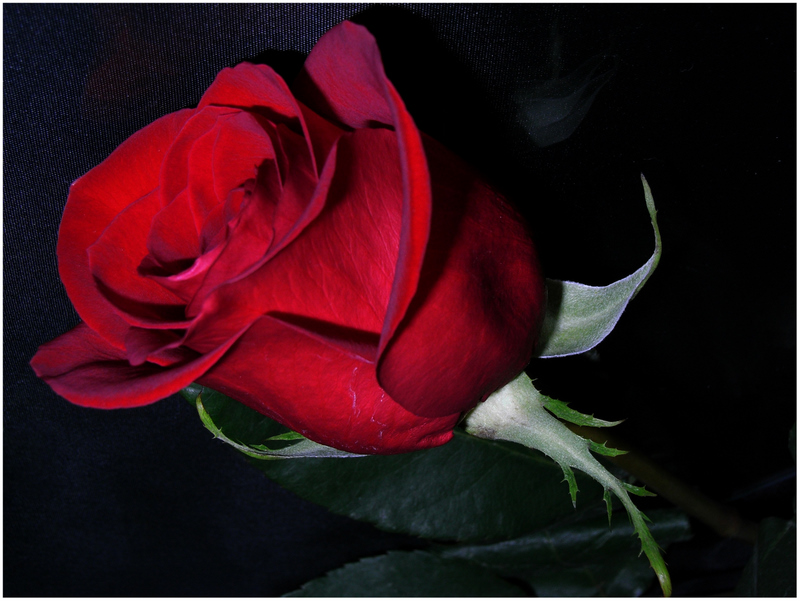 rosa roja imagen foto plantas flores naturaleza fotos de