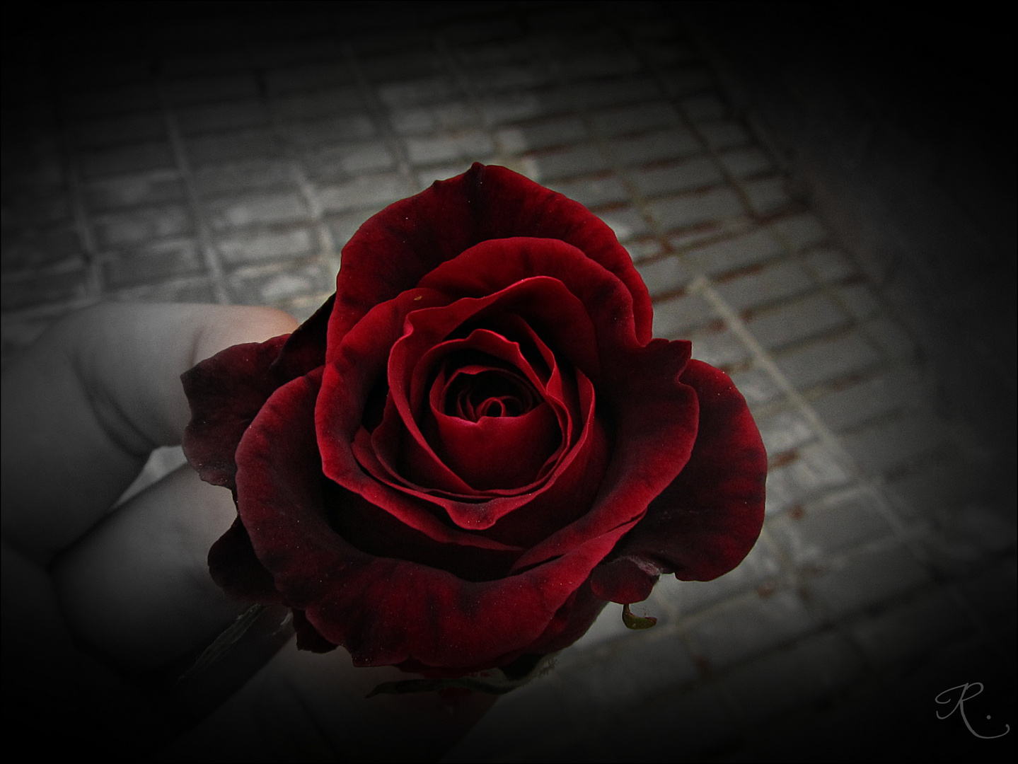 rosa roja imagen foto plantas flores naturaleza fotos de