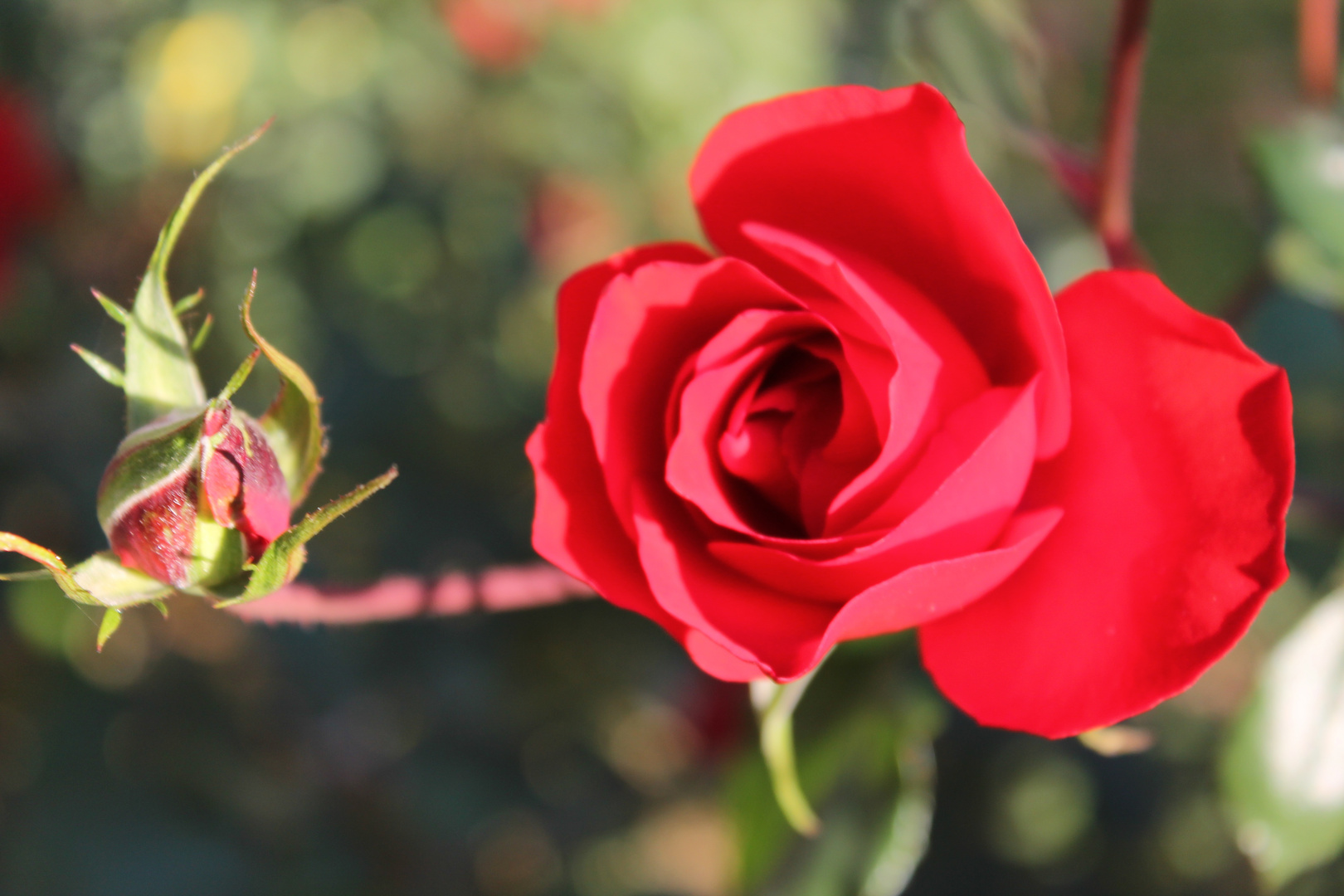 rosa roja