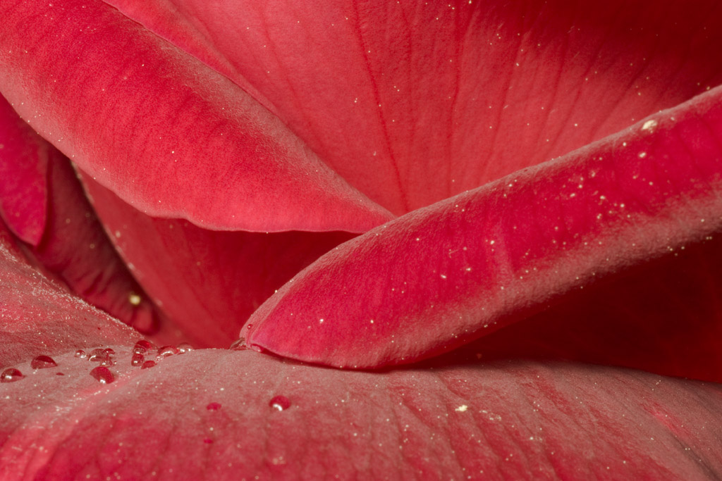 rosa rojo pasion