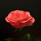 rosa rosa