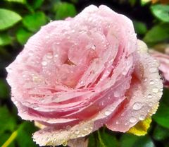 rosa Rosa mit Tropfen - Leuchten Colortone