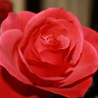 ROSA / ROSAE