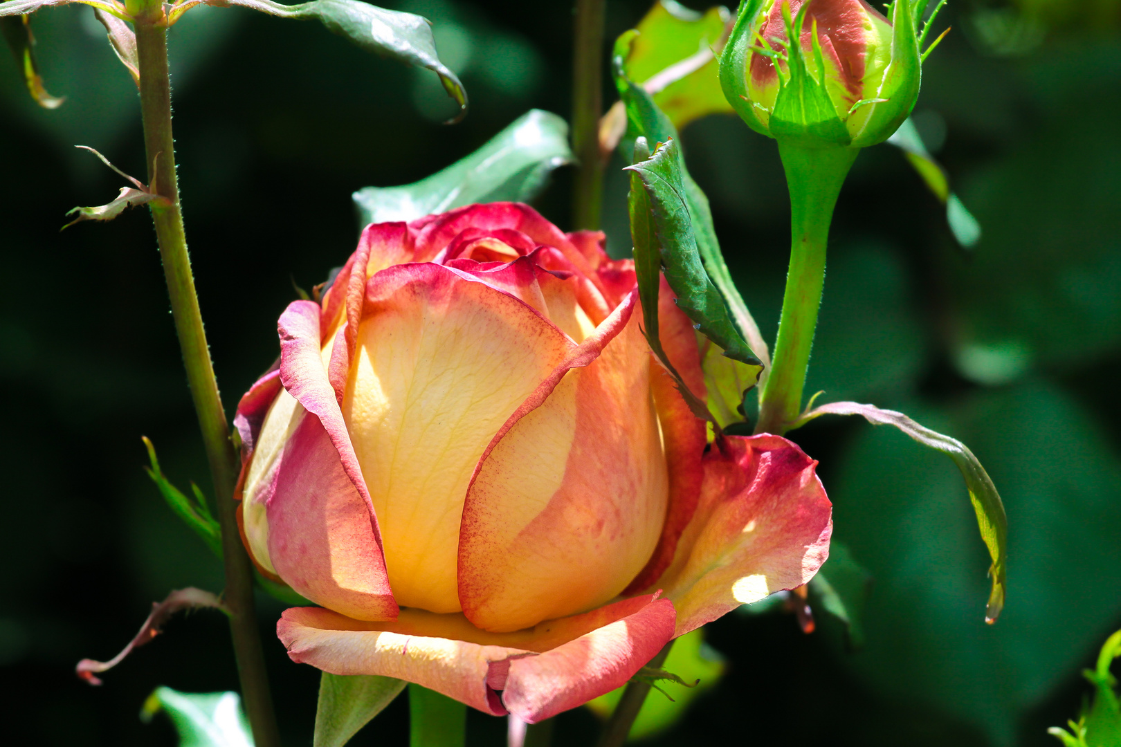 Rosa-rosae