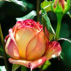 Rosa-rosae