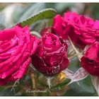 rosa rosae