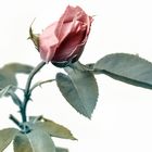 Rosa Rosae