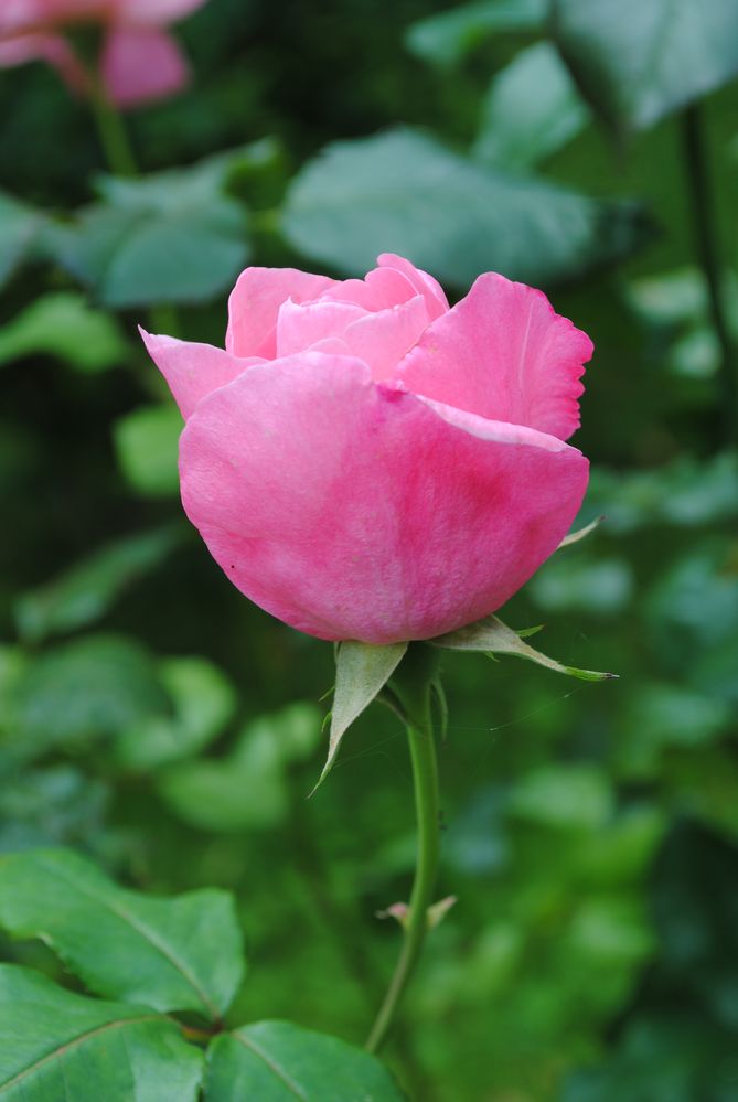 Rosa Rose Foto & Bild | pflanzen, pilze & flechten, blüten ...