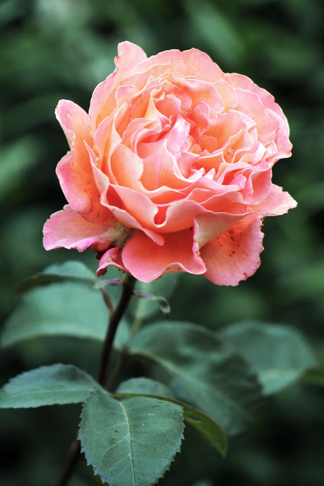 Rosa Rose by apzhead 