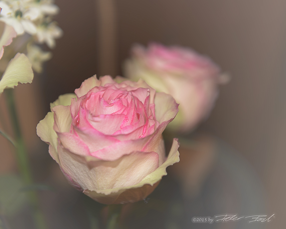 Rosa Rose Foto & Bild pflanzen, pilze & flechten, bäume, blatt