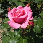 Rosa Rose...