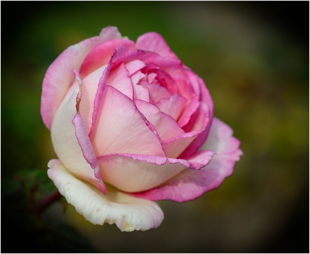 Rosa Rose Foto & Bild | natur, blume, blumen Bilder auf fotocommunity
