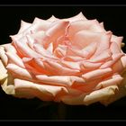 Rosa Rose 3