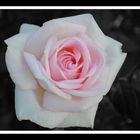 ... rosa Rose ...