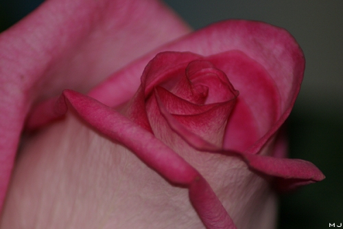 Rosa Rose