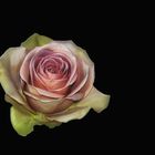rosa rose 