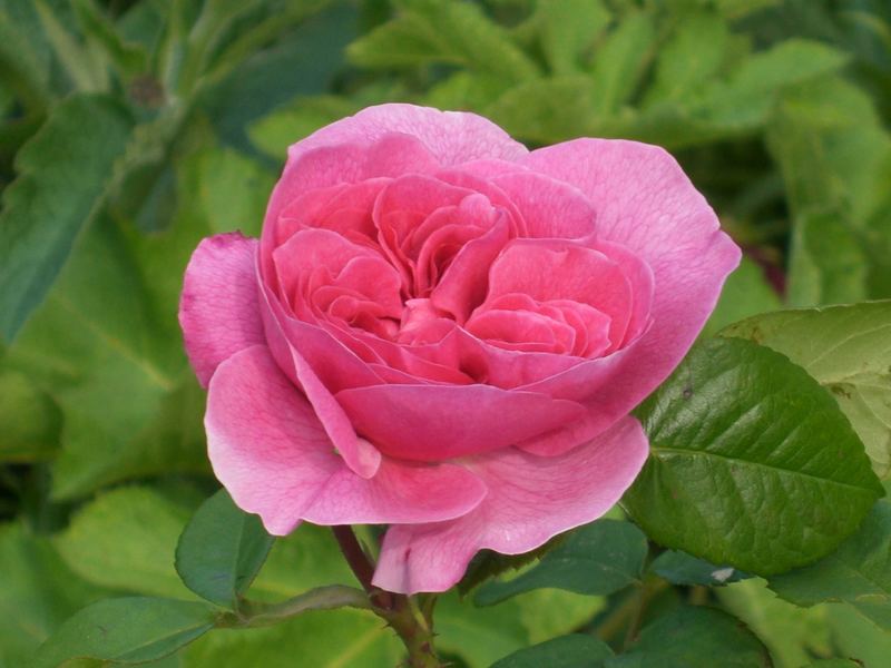 Rosa Rose...