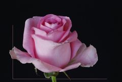 Rosa Rose