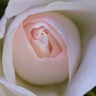 rosa rose