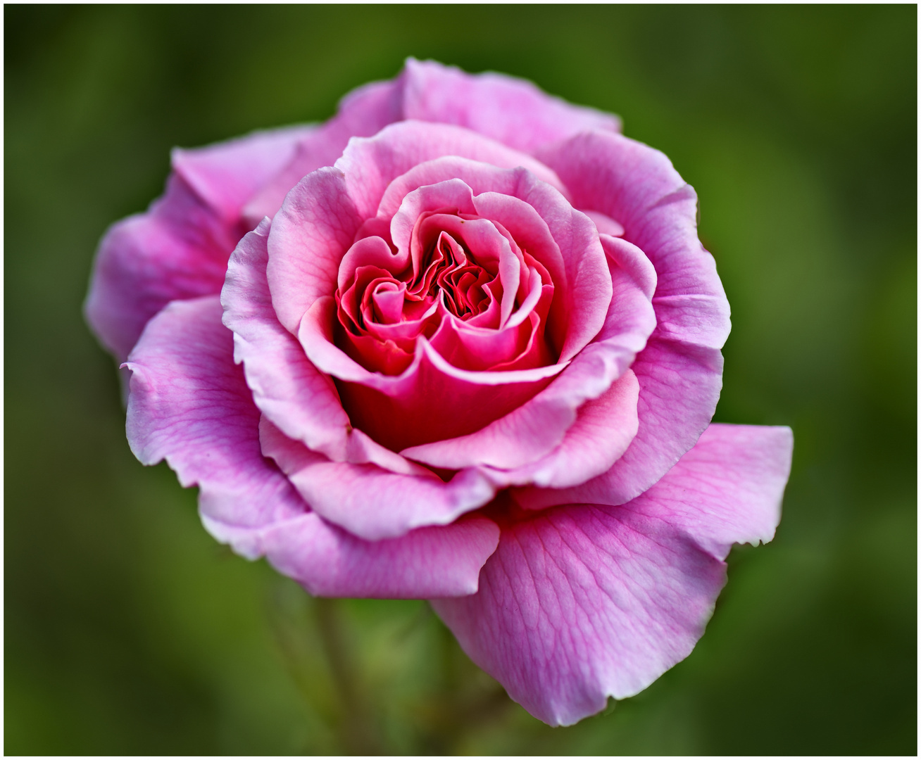 Rosa Rose Foto & Bild flower, natur, blumen Bilder auf