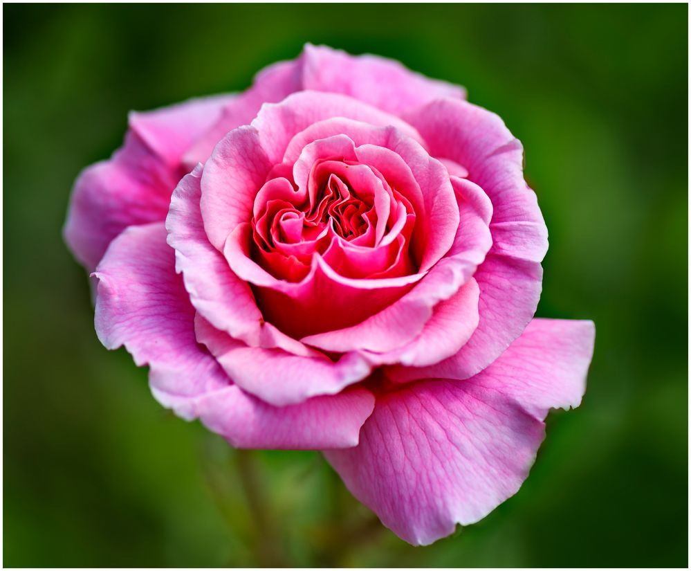 Rosa Rose Foto & Bild flower, natur, blumen Bilder auf