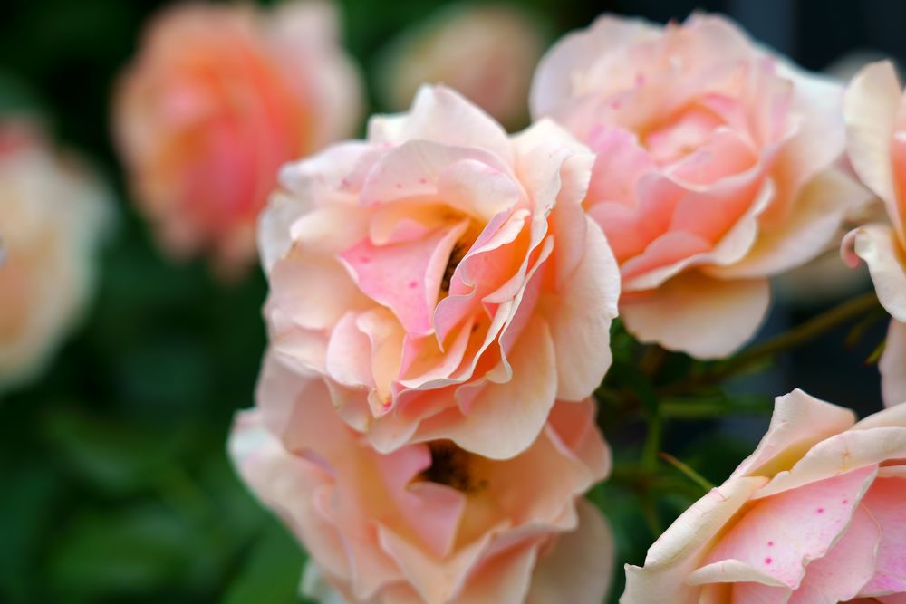 Rosa - Rose Foto & Bild | pflanzen, pilze & flechten, blüten ...