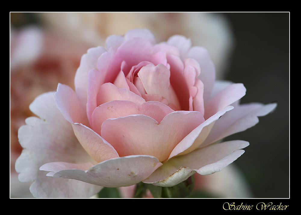 Rosa Rose aus unserem Garten