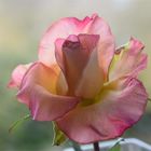 ..rosa Rose..