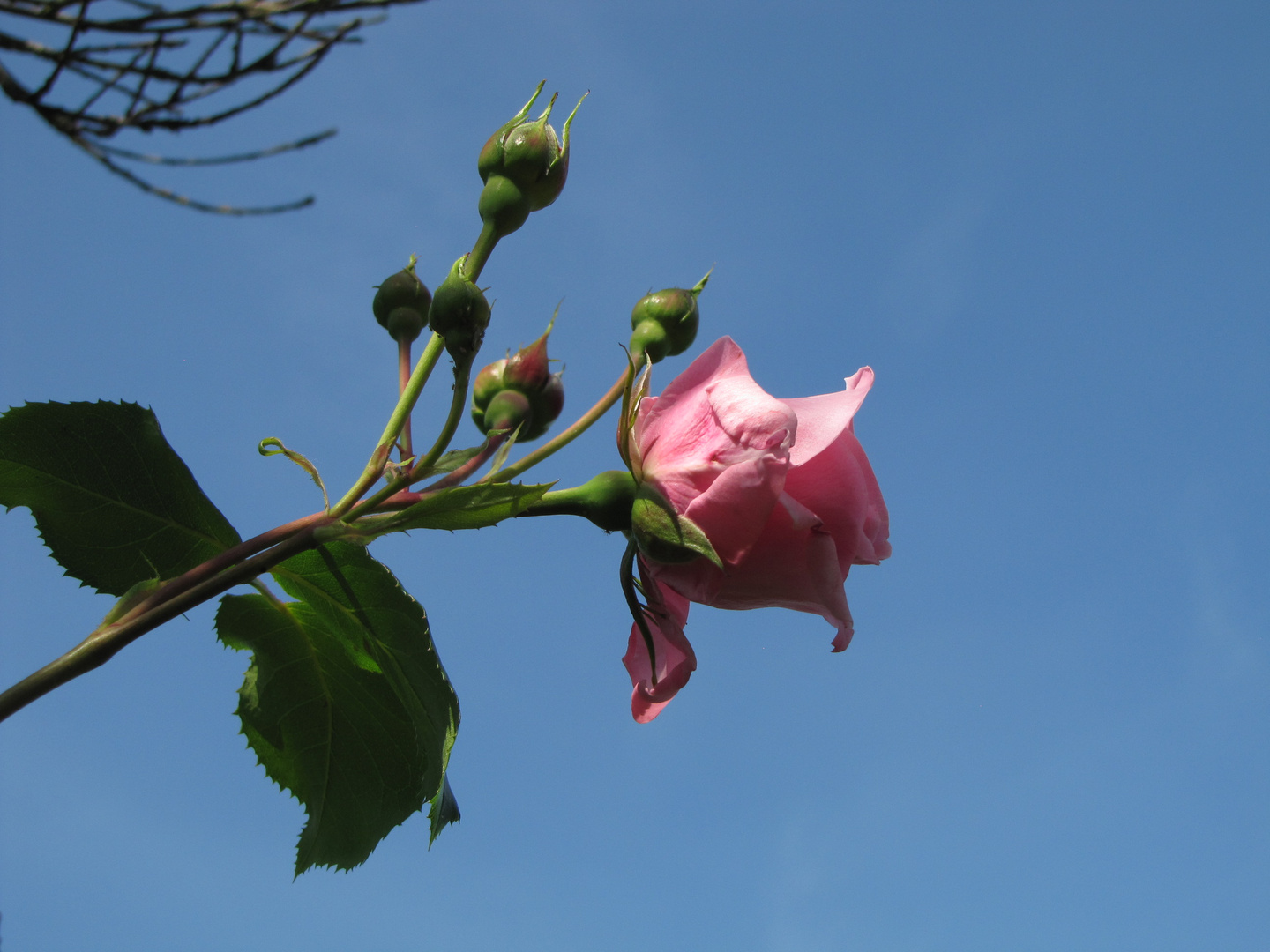 rosa Rose dem Himmel so nah.