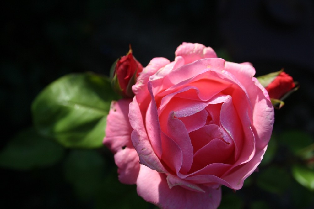 Rosa Rose...