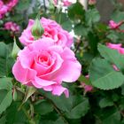 Rosa-Rose