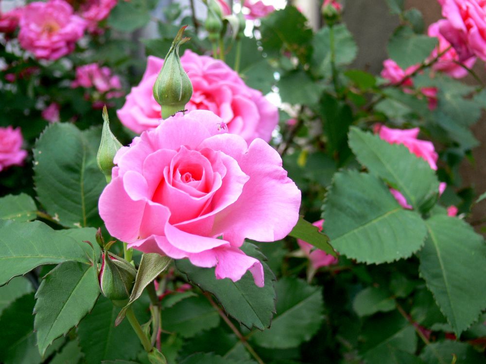 Rosa-Rose