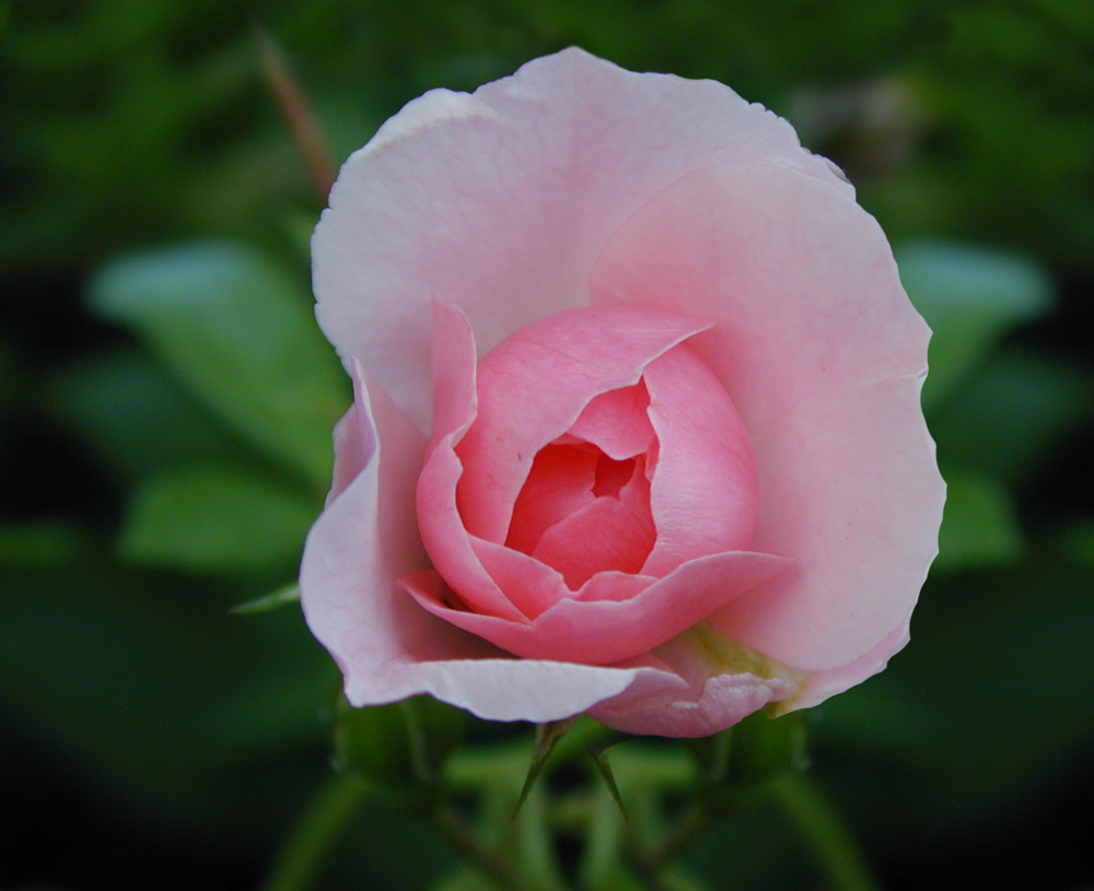 Rosa Rose für A