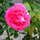 Rosa Rose im Herbst - 1