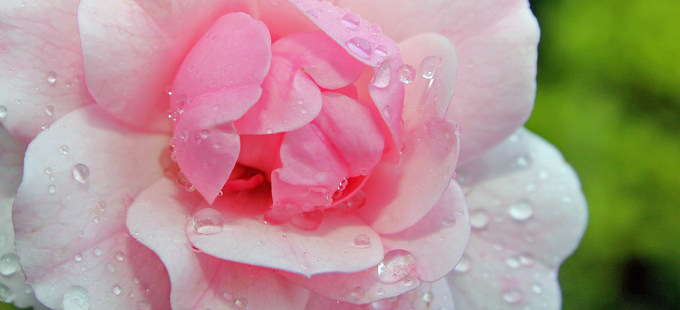 Rosa Rose im Regen