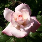 Rosa Rose im Rosarium am Donaukanal