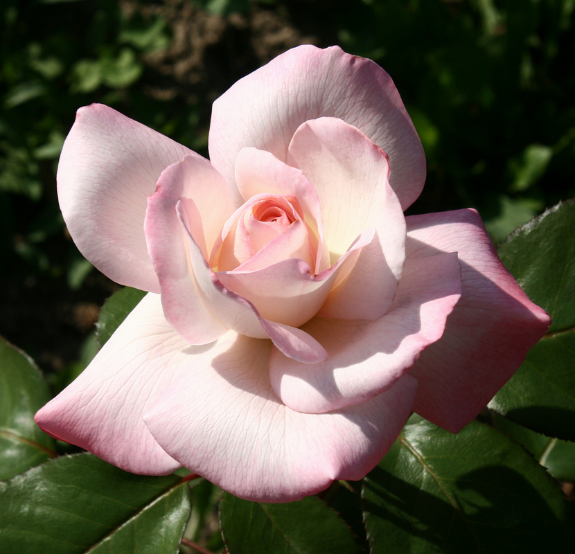 Rosa Rose im Rosarium am Donaukanal