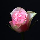 Rosa Rose - leicht gealtert
